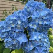 ヒメ日記 2025/05/18 13:14 投稿 しょうこ 人妻花かんざし