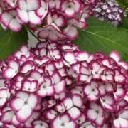 ヒメ日記 2025/05/22 12:39 投稿 しょうこ 人妻花かんざし