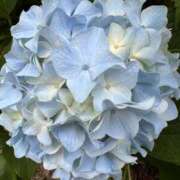 ヒメ日記 2025/05/23 10:10 投稿 しょうこ 人妻花かんざし