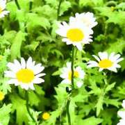 ヒメ日記 2025/05/24 10:56 投稿 しょうこ 人妻花かんざし