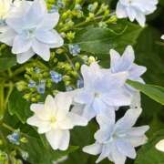 ヒメ日記 2025/05/25 10:45 投稿 しょうこ 人妻花かんざし