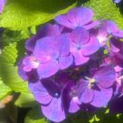 ヒメ日記 2025/06/05 12:37 投稿 しょうこ 人妻花かんざし