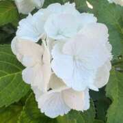 ヒメ日記 2025/06/06 13:19 投稿 しょうこ 人妻花かんざし