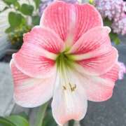 ヒメ日記 2025/06/07 10:38 投稿 しょうこ 人妻花かんざし