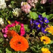 ヒメ日記 2026/03/27 14:46 投稿 しょうこ 人妻花かんざし