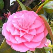 ヒメ日記 2026/04/01 15:07 投稿 しょうこ 人妻花かんざし