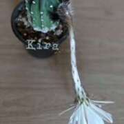 ヒメ日記 2025/06/27 18:10 投稿 吉良桃春(きらももは) 五十路マダムエクスプレス厚木店(カサブランカグループ)