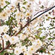 ヒメ日記 2025/04/03 01:01 投稿 深森　かのん Eureka！EGOIST～エゴイスト～-美とエロスの饗宴