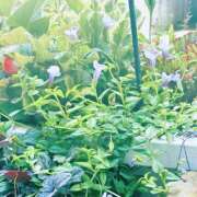 ヒメ日記 2025/04/03 13:58 投稿 深森　かのん Eureka！EGOIST～エゴイスト～-美とエロスの饗宴