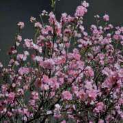 ヒメ日記 2025/04/04 02:42 投稿 深森　かのん Eureka！EGOIST～エゴイスト～-美とエロスの饗宴