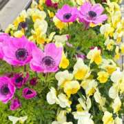 ヒメ日記 2025/04/10 17:54 投稿 深森　かのん Eureka！EGOIST～エゴイスト～-美とエロスの饗宴