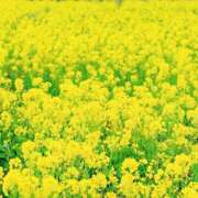 ヒメ日記 2025/04/16 11:33 投稿 深森　かのん Eureka！EGOIST～エゴイスト～-美とエロスの饗宴