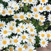 ヒメ日記 2025/04/18 11:27 投稿 深森　かのん Eureka！EGOIST～エゴイスト～-美とエロスの饗宴