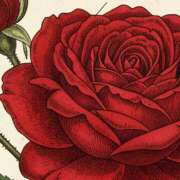 ヒメ日記 2025/11/23 19:08 投稿 さなえ パンドラ(上野)