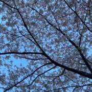 ヒメ日記 2026/04/04 10:17 投稿 小春 Grace東京