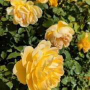 ヒメ日記 2025/10/12 10:25 投稿 めい しゅうかつ倶楽部