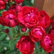 ヒメ日記 2026/02/14 11:31 投稿 めい しゅうかつ倶楽部