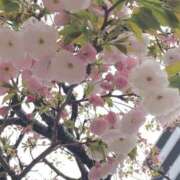 ヒメ日記 2025/04/06 14:44 投稿 白河はのん アリスカフェ