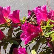 ヒメ日記 2025/04/29 10:55 投稿 白河はのん アリスカフェ