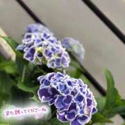 ヒメ日記 2025/05/24 10:59 投稿 白河はのん アリスカフェ