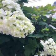 ヒメ日記 2025/05/25 20:24 投稿 白河はのん アリスカフェ