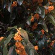 ヒメ日記 2025/10/27 07:30 投稿 白河はのん アリスカフェ