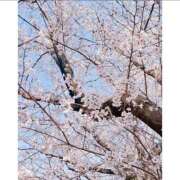 加賀美りと 二人だけのお花見⸝⸝⸝🧸🌸 アリスカフェ