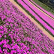 ヒメ日記 2025/06/20 00:22 投稿 美月みゆ アリスカフェ