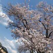 ヒメ日記 2025/04/10 12:38 投稿 ゆず ビーナス(宇都宮)