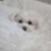 ヒメ日記 2025/12/31 23:18 投稿 野島栞 札幌ソフィア