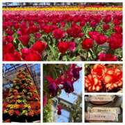 ヒメ日記 2026/03/27 23:15 投稿 陽菜 浜松人妻援護会