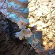 ヒメ日記 2026/04/06 23:01 投稿 倉持あきら@エクスタシーランナー アナラードライ五反田店