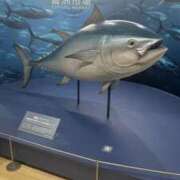 ヒメ日記 2025/10/02 08:30 投稿 夜々 サブマリン