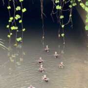 ヒメ日記 2025/08/11 13:08 投稿 華(はな) Chaleur (シャルール)