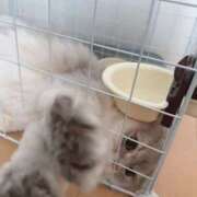 ヒメ日記 2025/04/30 21:16 投稿 春菜 さくら　美少女アイドル系か ファーストクラス ルビー