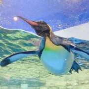 ヒメ日記 2025/04/23 19:31 投稿 山吹 いおり SUMIRE