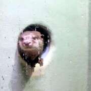 ヒメ日記 2025/05/03 18:01 投稿 山吹 いおり SUMIRE