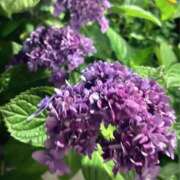 ヒメ日記 2025/05/28 21:03 投稿 山吹 いおり SUMIRE