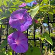 ヒメ日記 2025/06/13 19:02 投稿 山吹 いおり SUMIRE