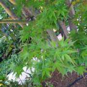 ヒメ日記 2025/05/08 08:45 投稿 まな 梅田アバンチュール