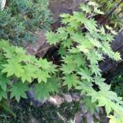 ヒメ日記 2025/05/16 21:01 投稿 まな 梅田アバンチュール