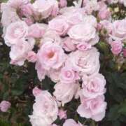 ヒメ日記 2025/05/21 20:45 投稿 まな 梅田アバンチュール