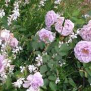 ヒメ日記 2025/05/22 08:30 投稿 まな 梅田アバンチュール