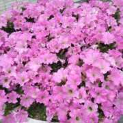 ヒメ日記 2025/05/23 09:00 投稿 まな 梅田アバンチュール