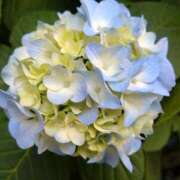 ヒメ日記 2025/06/19 20:15 投稿 まな 梅田アバンチュール