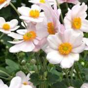 ヒメ日記 2025/09/18 08:30 投稿 まな 梅田アバンチュール