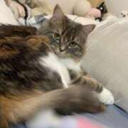 ヒメ日記 2025/04/06 12:23 投稿 おと TOKYO BUNNYS CLUB