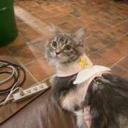 ヒメ日記 2025/05/07 13:04 投稿 おと TOKYO BUNNYS CLUB