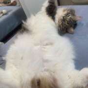 ヒメ日記 2025/07/16 15:03 投稿 おと TOKYO BUNNYS CLUB