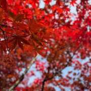 ヒメ日記 2025/11/16 16:18 投稿 ふゆ 西東京市小平ちゃんこ